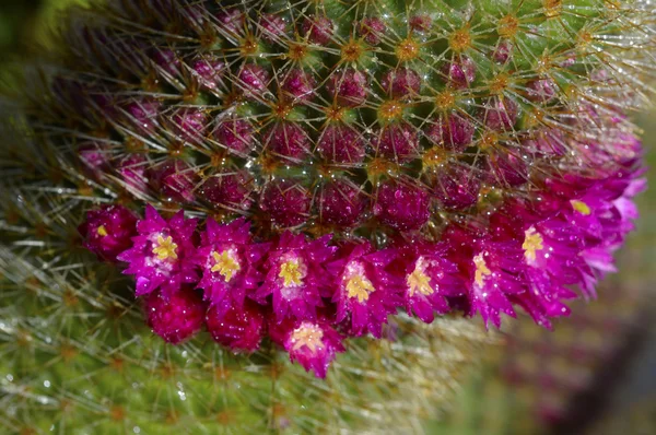 Cactus. — Foto de Stock