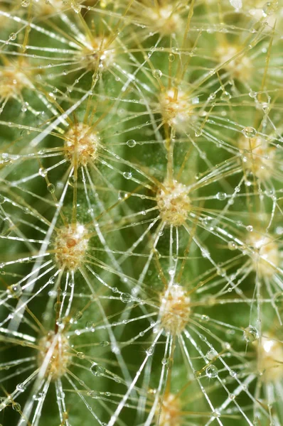 Cactus. — Foto de Stock