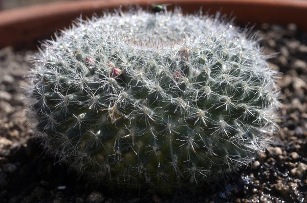 Cactus. — Stockfoto