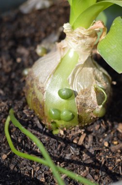Hamile soğan, deniz-soğan, yanlış deniz soğan, Albuca bracteata