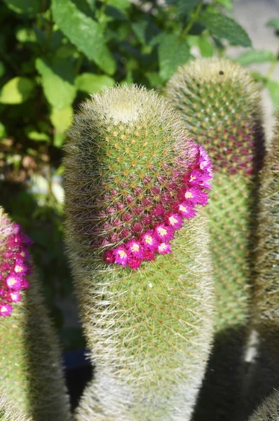 Cactus. —  Fotos de Stock