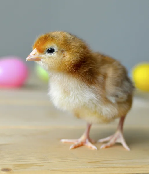 Easter chick — Stock Photo, Image