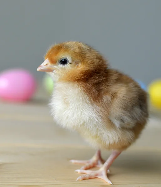 Easter chick — Stock Photo, Image