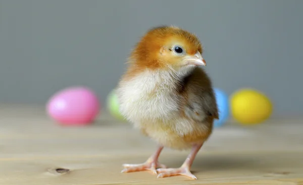 Easter chick — Stock Photo, Image