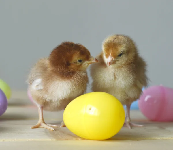 Easter chick — Stock Photo, Image