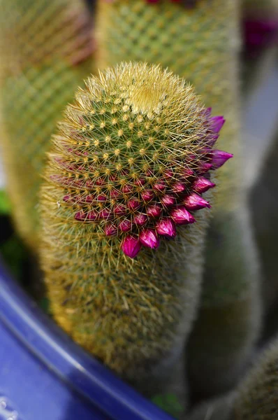 Cactus. — Stockfoto