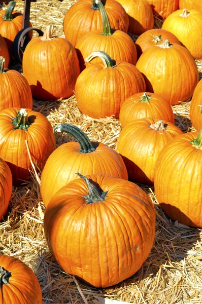 Pumpkin. — Stock Photo, Image