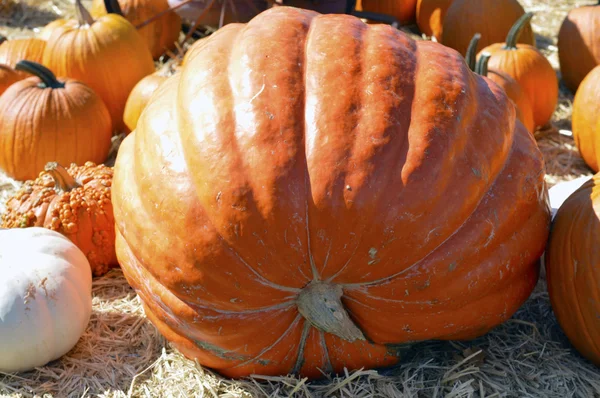 Pumpkin. — Stock Photo, Image