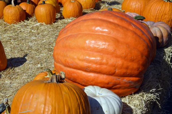 Pumpkin. — Stock Photo, Image