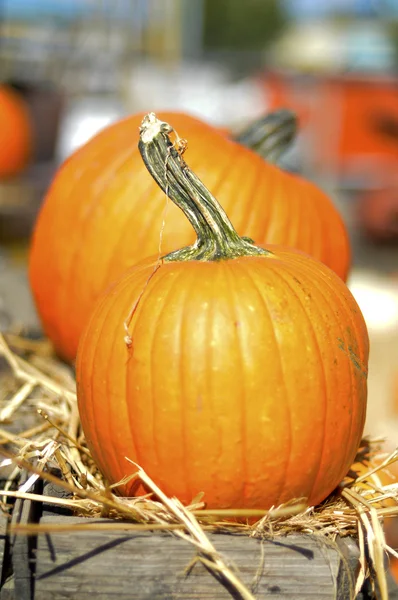 Pumpkin. — Stock Photo, Image