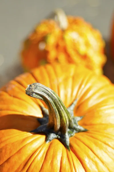 Pumpkin. — Stock Photo, Image