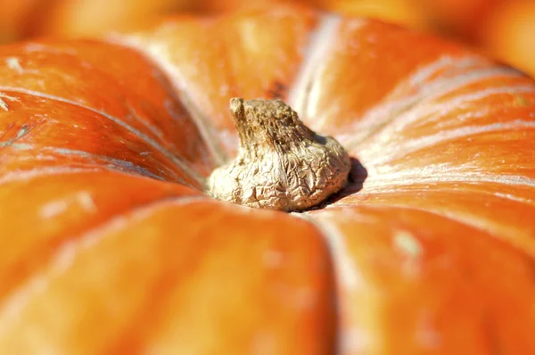 Calabaza. —  Fotos de Stock