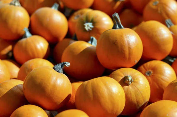 Calabaza. —  Fotos de Stock