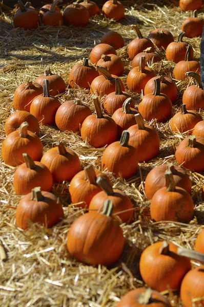 Pumpkin. — Stock Photo, Image