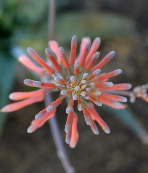 Aloe vera λουλούδι — Φωτογραφία Αρχείου