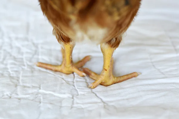 Rhode Island Red chicken — Stock Photo, Image