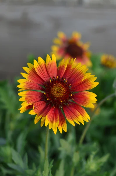 Gaillardia aristata — Stock Photo, Image