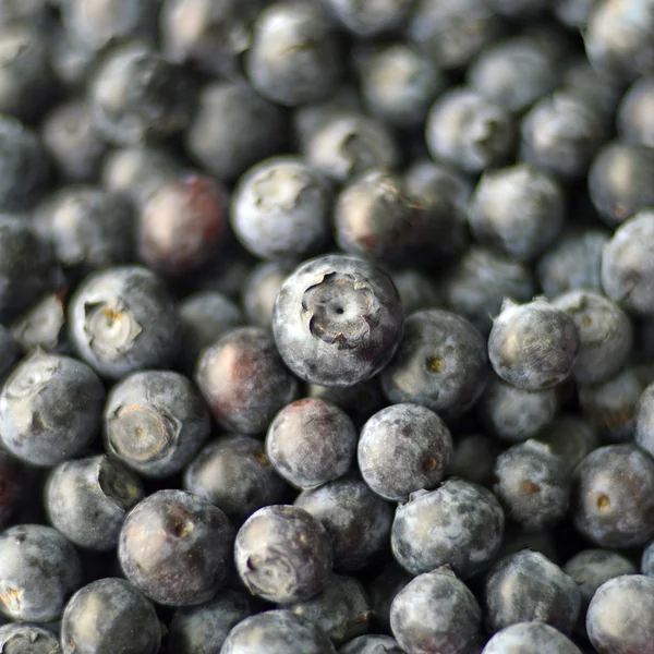 Blaubeeren. — Stockfoto