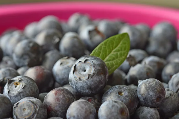 Blaubeeren. — Stockfoto