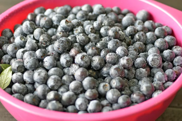 蓝莓浆果. — 图库照片