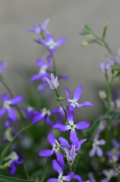 Night Scented Stock , Matthiola longipetala . — Stock Photo, Image