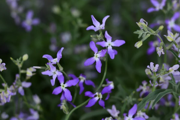 Night Scented Stock , Matthiola longipetala . — Stock Photo, Image