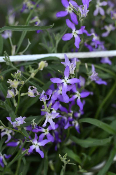 Night Scented Stock , Matthiola longipetala . — Stock Photo, Image