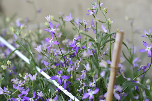 Night Scented Stock , Matthiola longipetala . — Stock Photo, Image