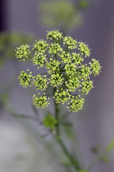 Perejil de flores —  Fotos de Stock