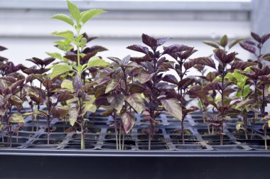 fesleğen bir sera içinde.