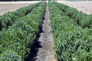 Stevia bitki