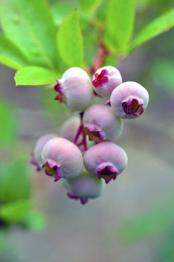 Çalılıklarda yaban mersini.