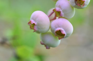 Çalılıklarda yaban mersini.