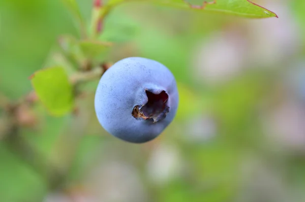 灌木上的蓝莓. — 图库照片