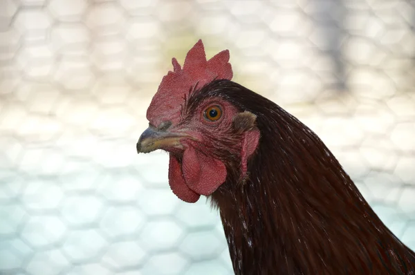 Rhode island red kurczaka — Zdjęcie stockowe