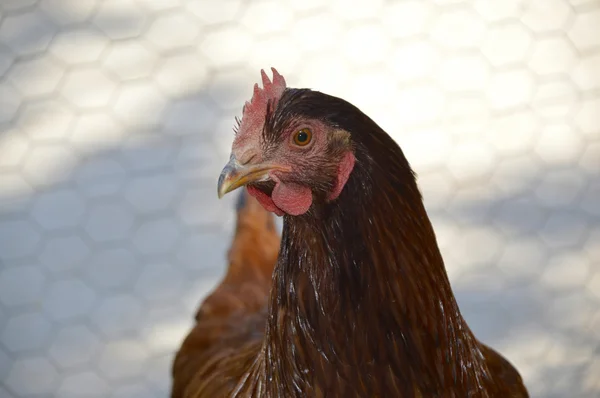 Rhode island red kyckling — Stockfoto