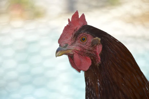 罗德岛岛红鸡 — 图库照片
