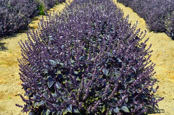 Purple basil. — Stock Photo, Image