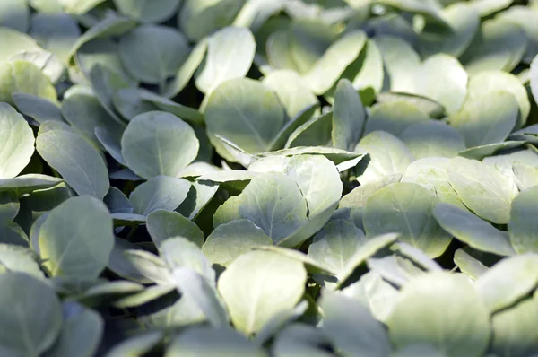 Broccoli seedlings. — Stock Photo, Image