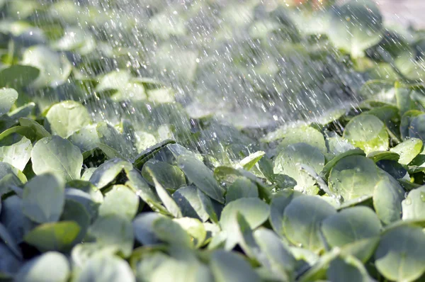 Broccoli seedlings. — Stock Photo, Image