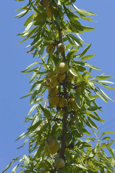 Amandelboom. — Stockfoto