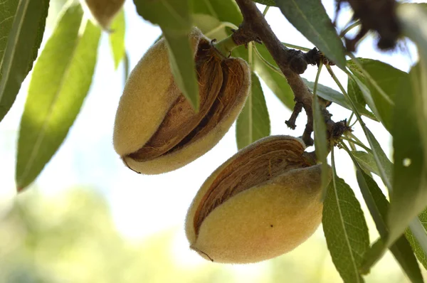 Almond tree. — Stock Photo, Image