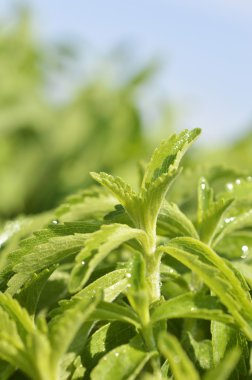 Stevia bitki