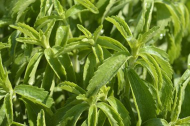 Stevia bitki