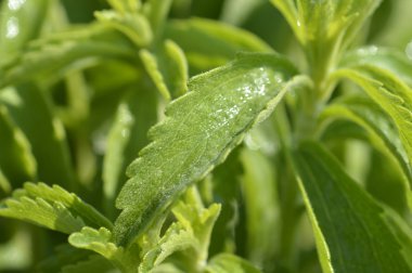 Stevia bitki