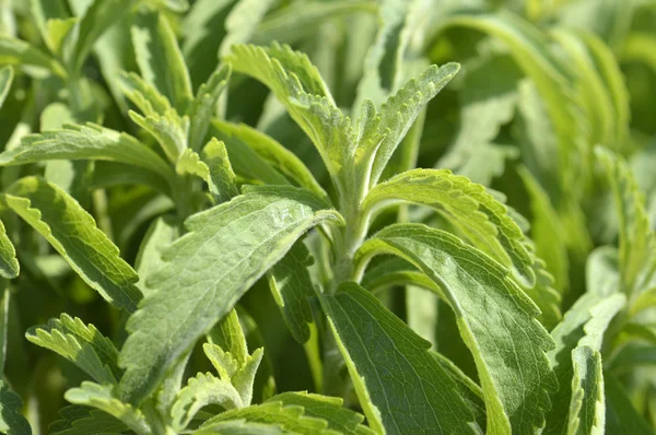 Stevia plant — Stock Photo, Image