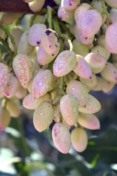 Árbol del pistacho —  Fotos de Stock