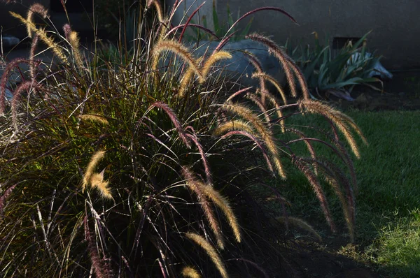 Fontaine gazon dans le jardin — Photo