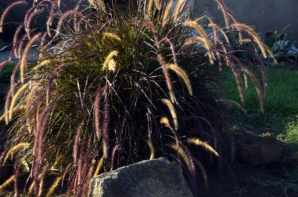 Fuente de hierba en el jardín — Foto de Stock