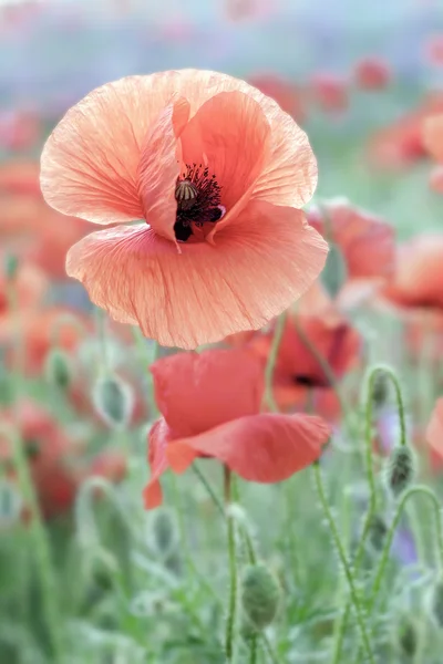 Flor de papoula vermelha — Fotografia de Stock